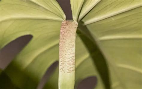 bumps on monstera stem|Scale on Monstera Plants: How To Identify, Treat and。